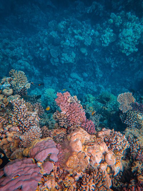 Free Explore a stunning underwater coral reef teeming with diverse marine life in vivid colors. Stock Photo