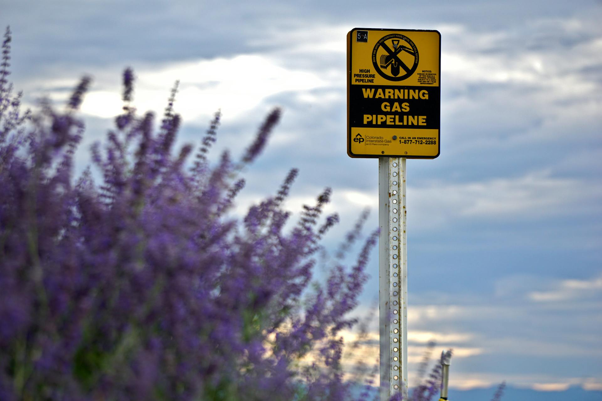 A caution sign for gas pipeline amidst a field of blooming lavender with cloudy skies.