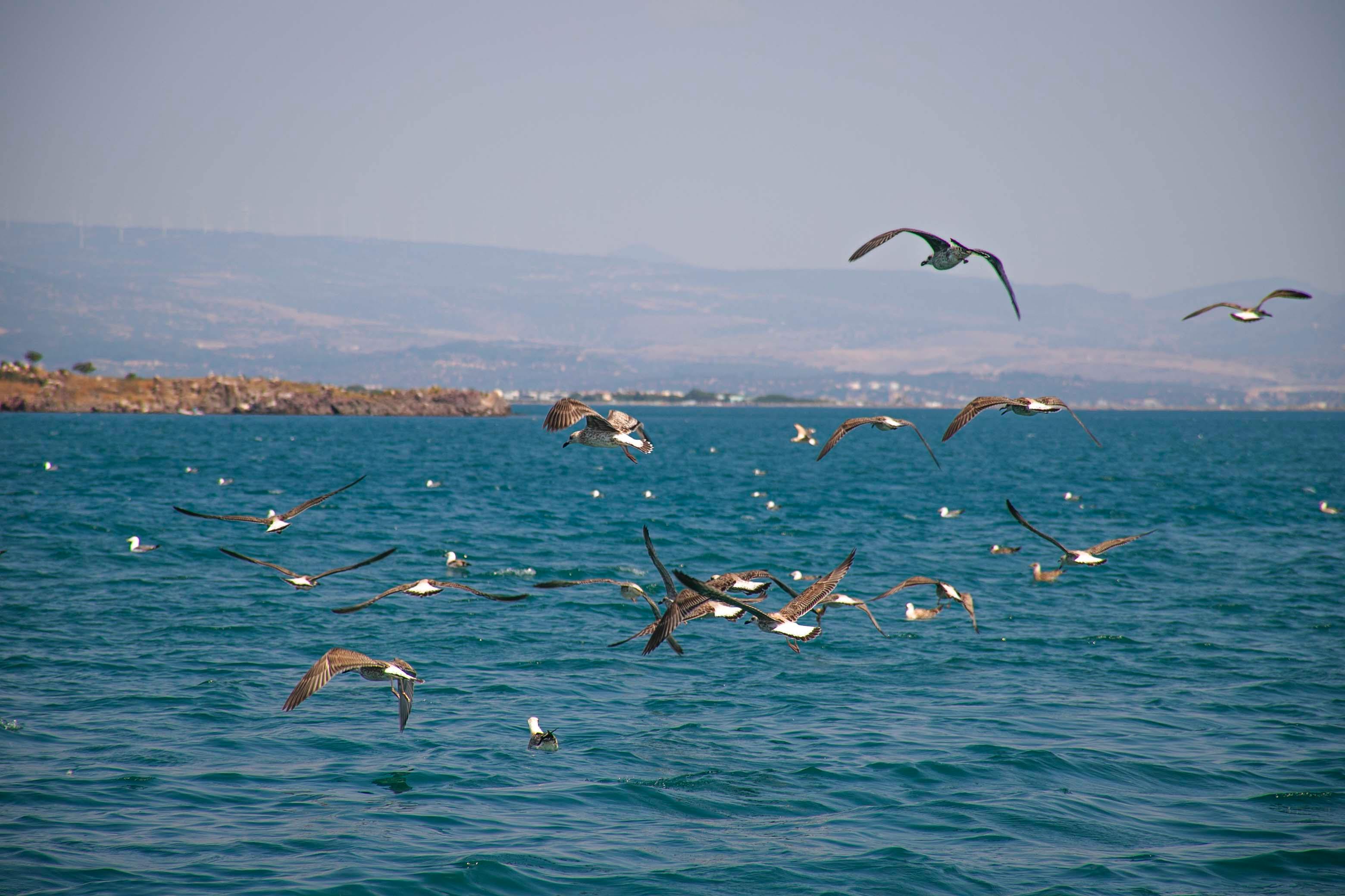 A serene view of seagulls flying over the Aegean Sea near Çandarli, İzmir.