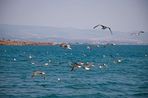 Photos gratuites de mer, mouettes, nager