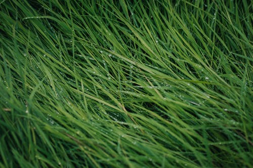 Free stock photo of grass, green grass, raindrops