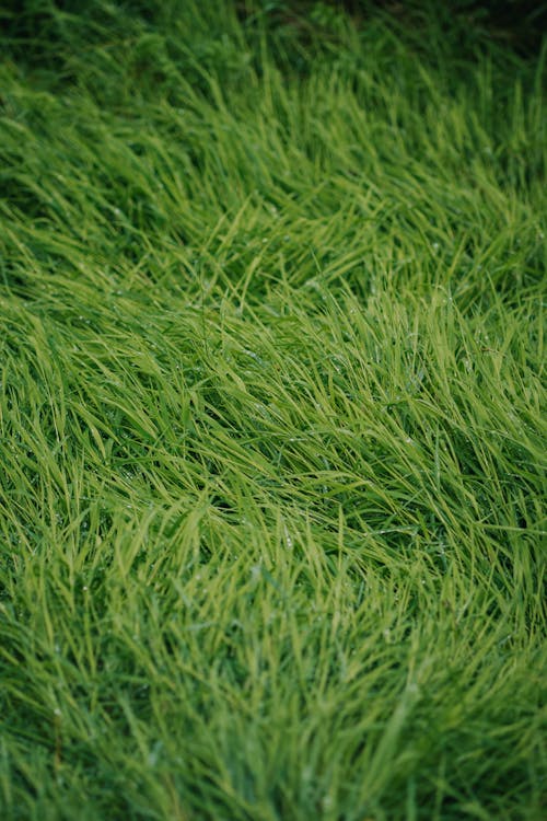 Wet grass 