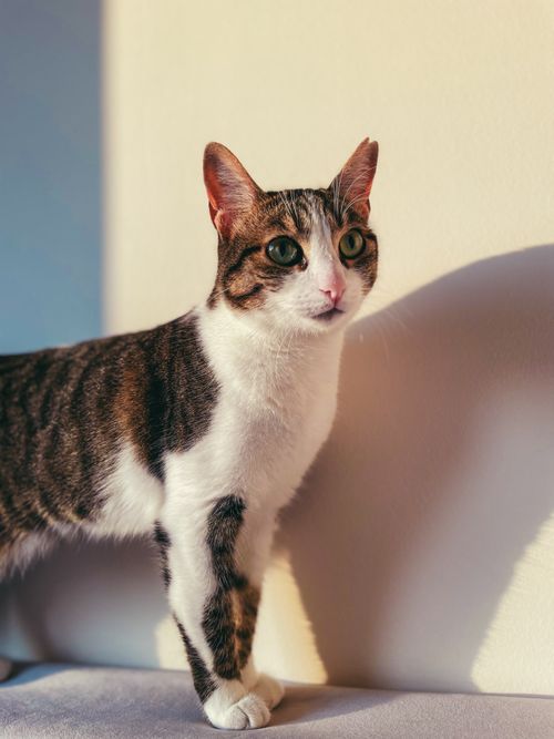 Free Adorable tabby cat poses in a warmly lit room casting shadow on the wall. Stock Photo