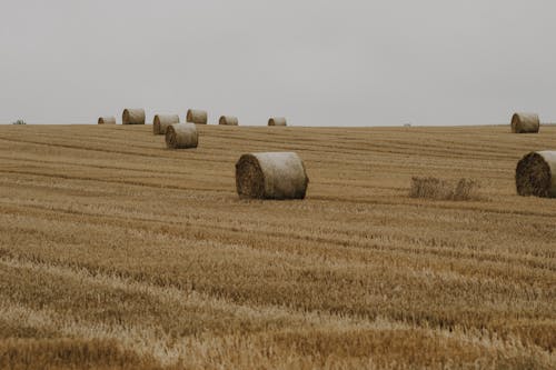 Bales on Golden Field