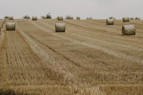 Free stock photo of hay, hay bales, hay field