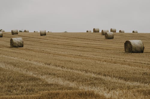 Foto d'estoc gratuïta de agricultura, camp, fardells