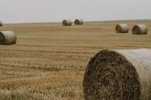 Hay Bales in Field