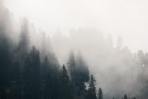 Free A serene misty forest landscape captured in Ginzling, Austria, showcasing fog enveloping evergreen trees. Stock Photo