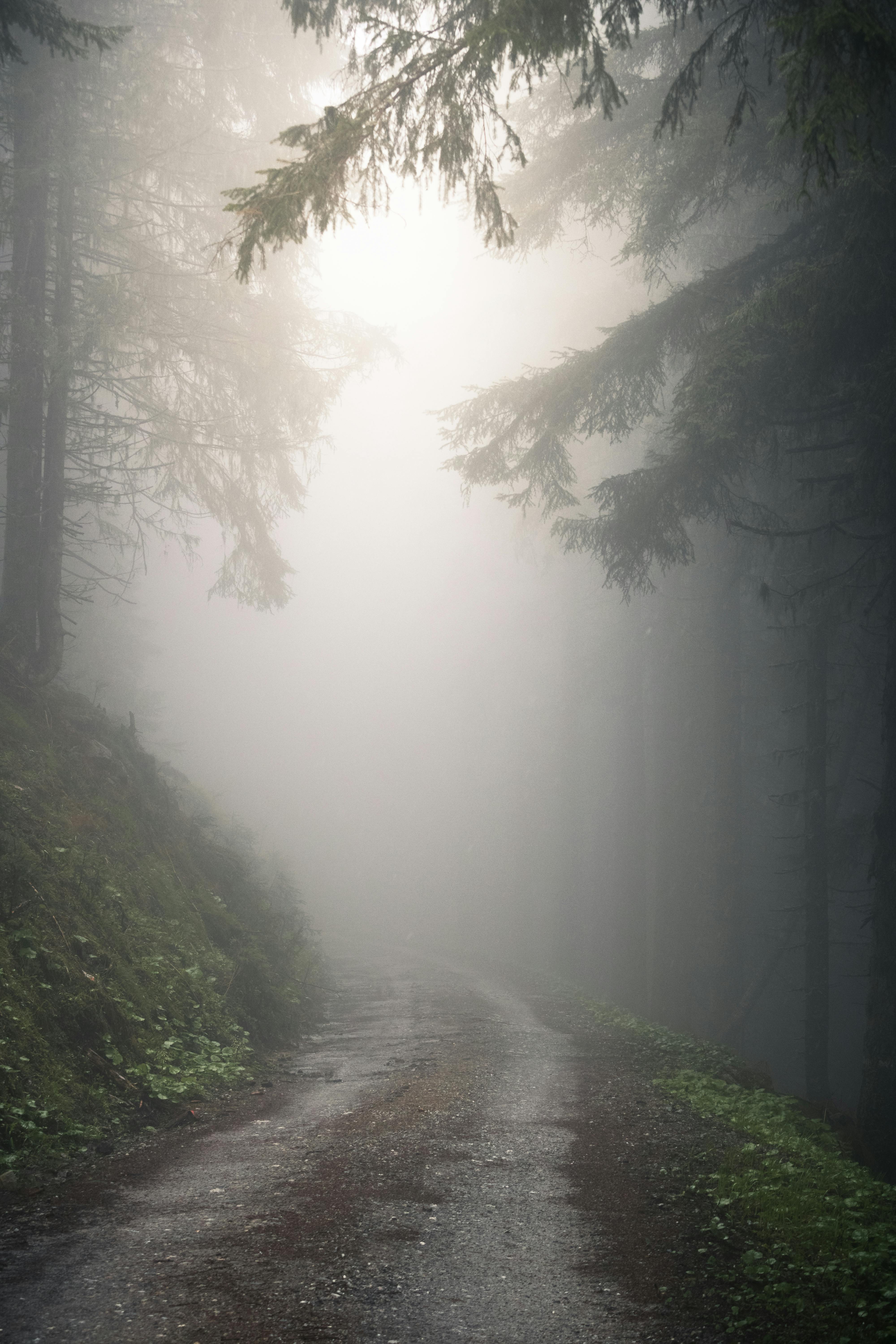 A foggy road in the woods with trees · Free Stock Photo