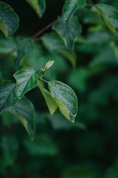 Close-up of Wet Green Leaves 