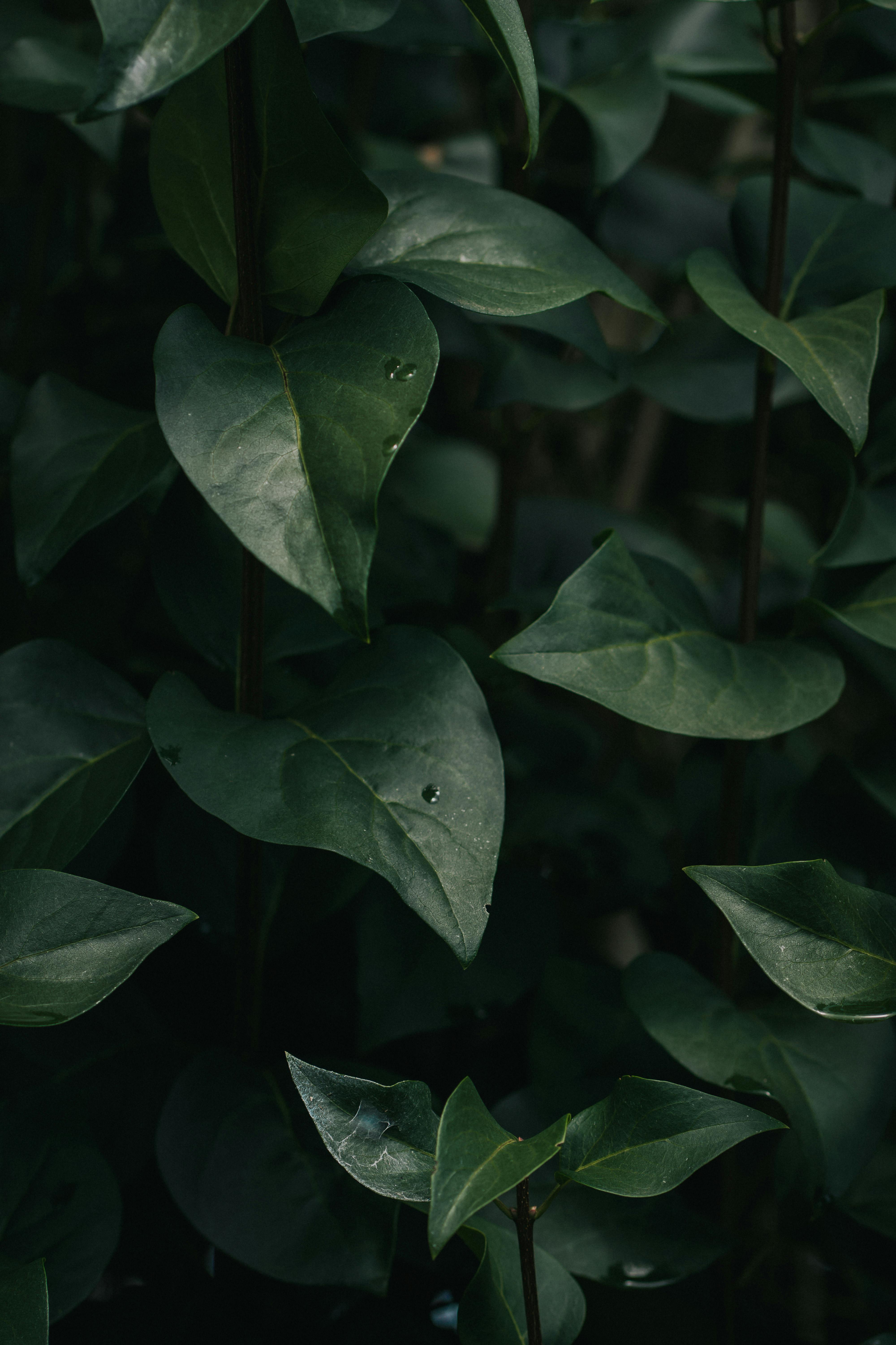 Close-up of lush green leaves with raindrops, showcasing fresh foliage and natural growth.