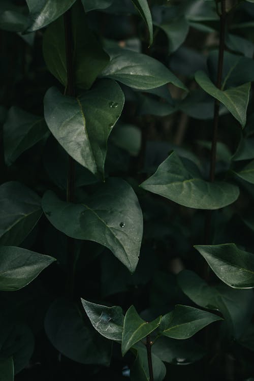 Close-up of Dark Green Leaves 