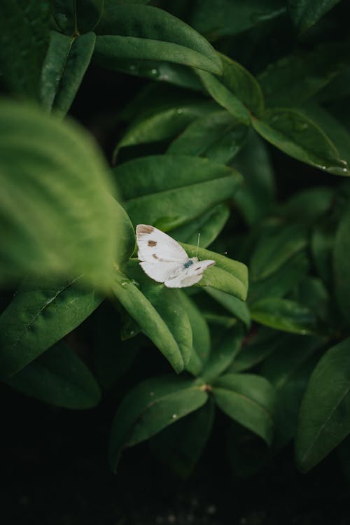 White Butterfly Among Tropical Leaves 