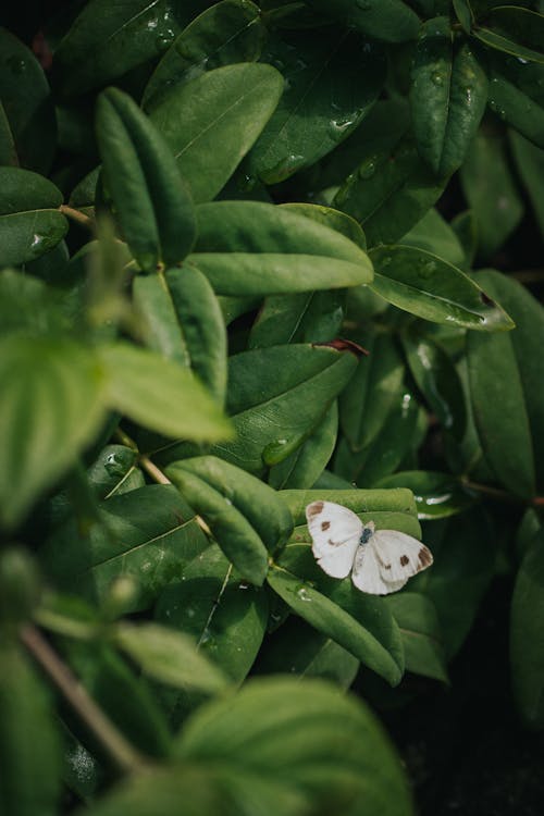 Free stock photo of after rain, butterfly, insect