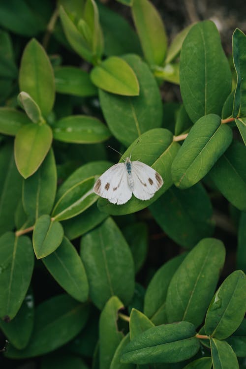 White Butterfly Among Tropical Leaves 