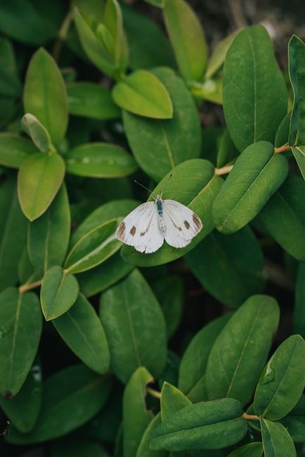 A white butterfly rests on vibrant green leaves, showcasing wings and natural beauty.