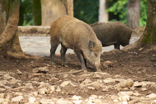 Wild Swine Grazing in Park