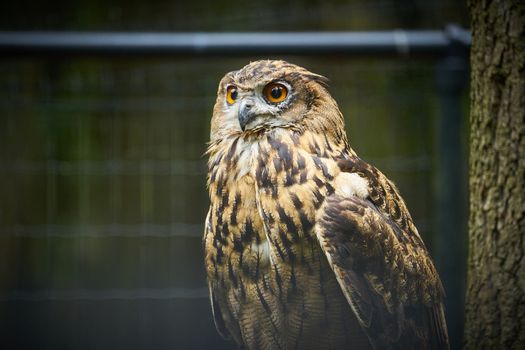 Close-up of Owl Sitting near Tree in Nature