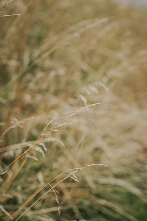 Close-up of Dry Grass on a Field 