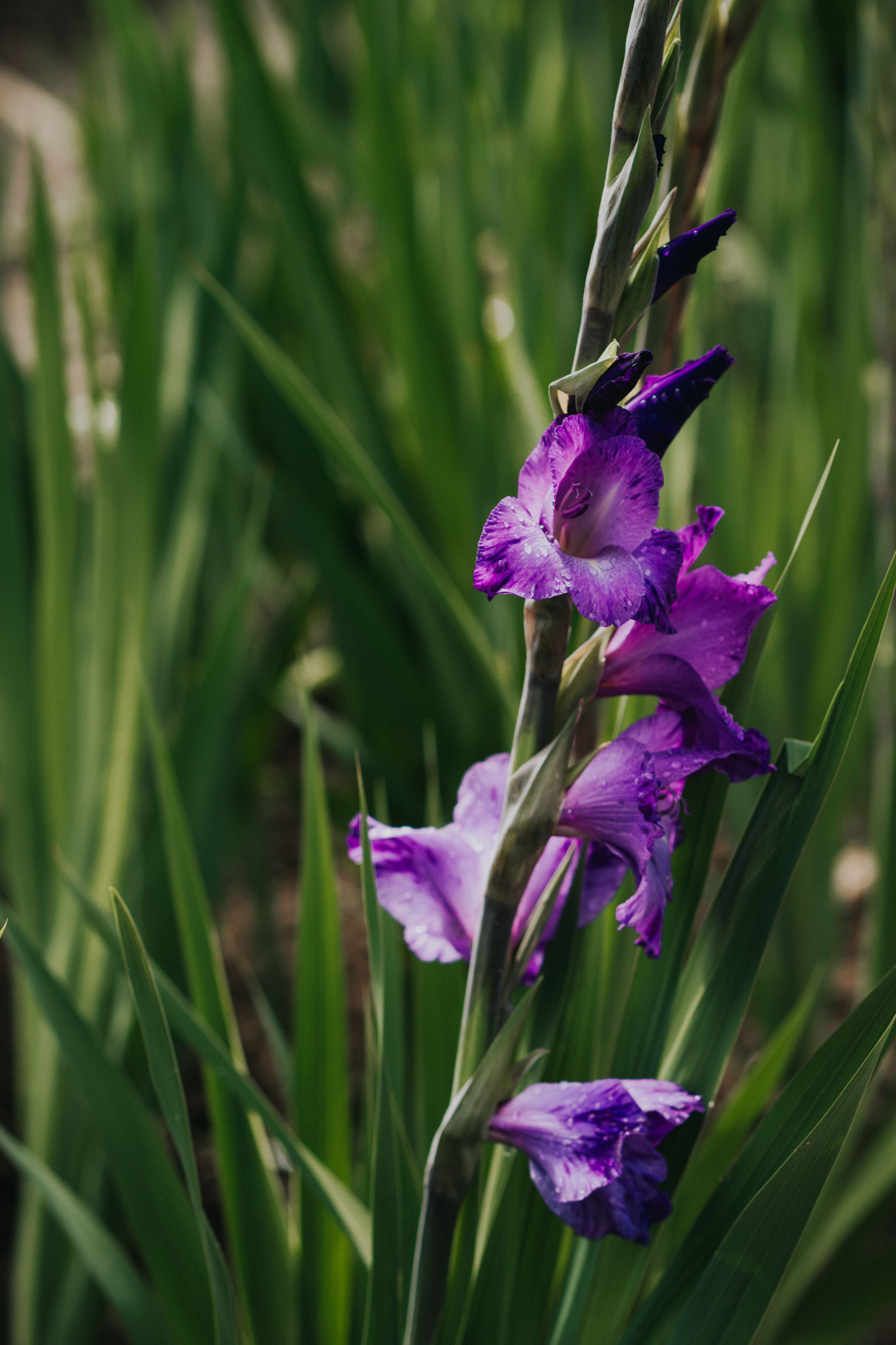 staked gladiolus UK garden