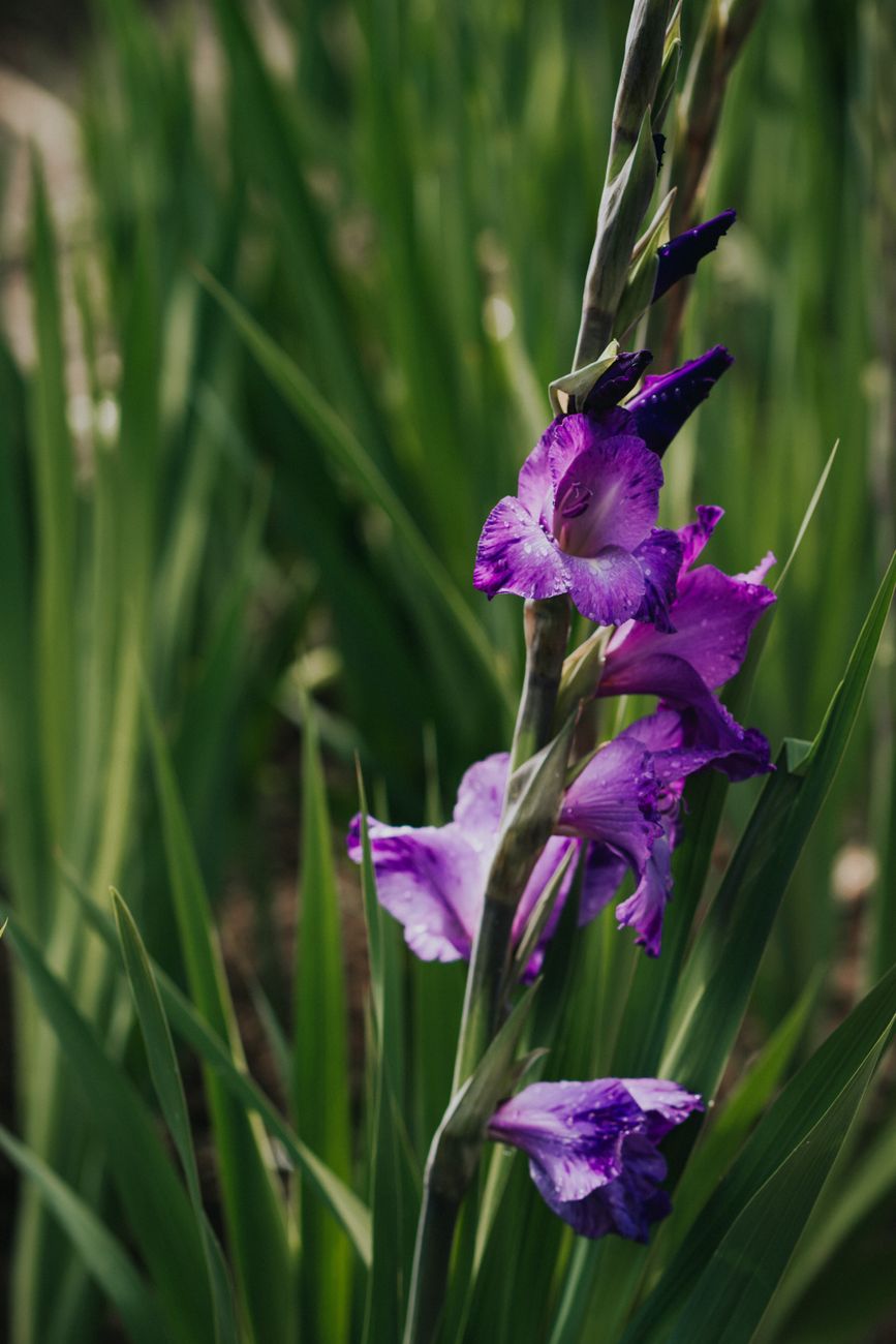 staked gladiolus UK garden