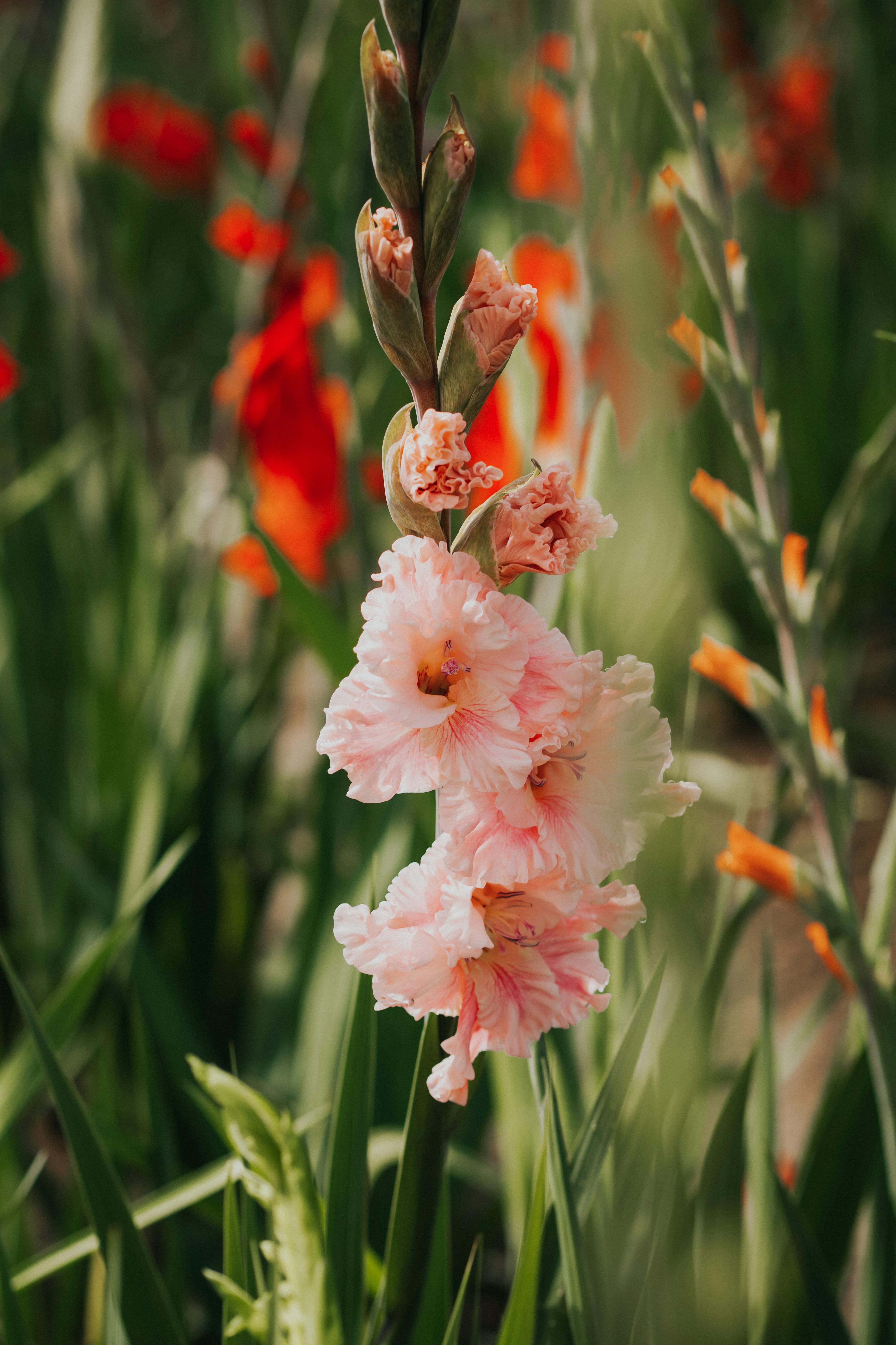 A vibrant display of pink gladiolus flowers blossoming under the sun in a lush meadow setting.