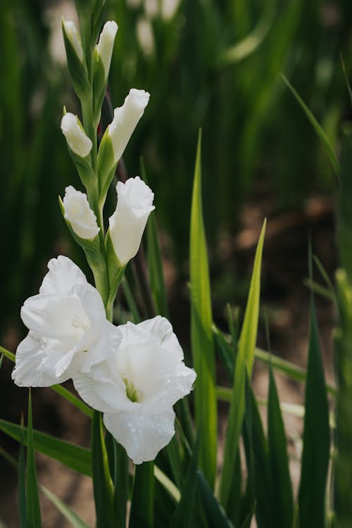 Free stock photo of gladiolus, white flower, white flowers