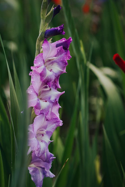 Kostnadsfri bild av blomma, flora, gladiolus