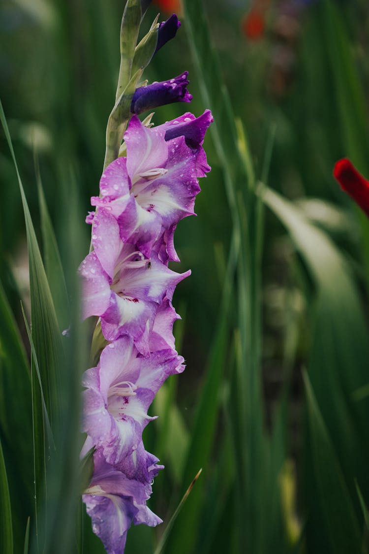 Close-up Of A Purple Gladiolus