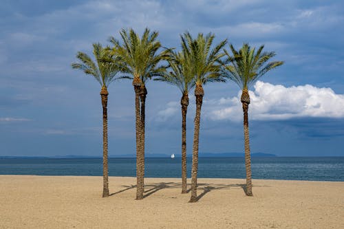 Palm Trees on a Beach