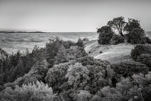 Foto d'estoc gratuïta de arbres, blanc i negre, muntanyes