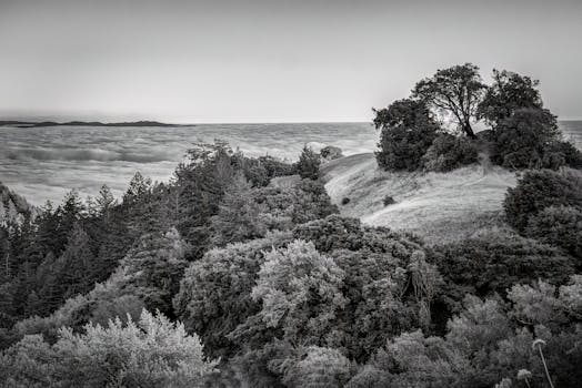 A tranquil black and white view of rolling hills and lush trees above a sea of clouds.