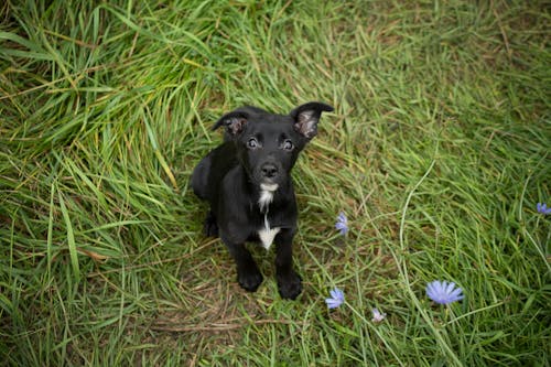Gratis Fotos de stock gratuitas de animal, campo, canino Foto de stock