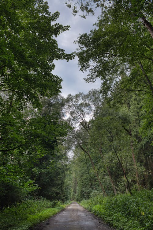 Základová fotografie zdarma na téma les, léto, opadavý