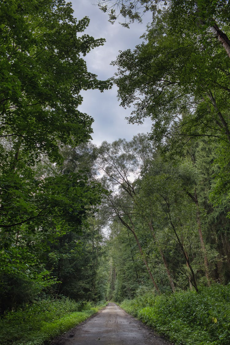 Road Through Forest In Summer