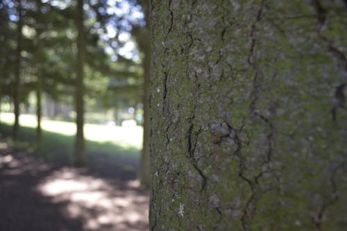 Foto d'estoc gratuïta de bokeh, bosc, macro