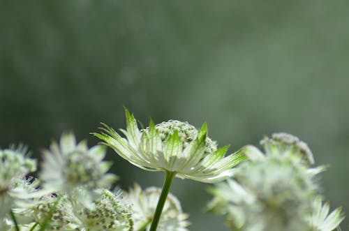 Close-up of Blooming Flower in Nature