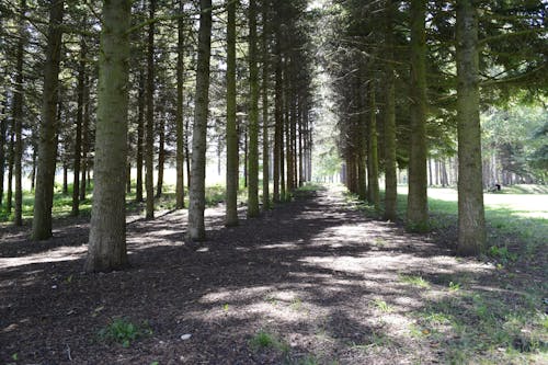 Foto d'estoc gratuïta de bosc, nikon d3300