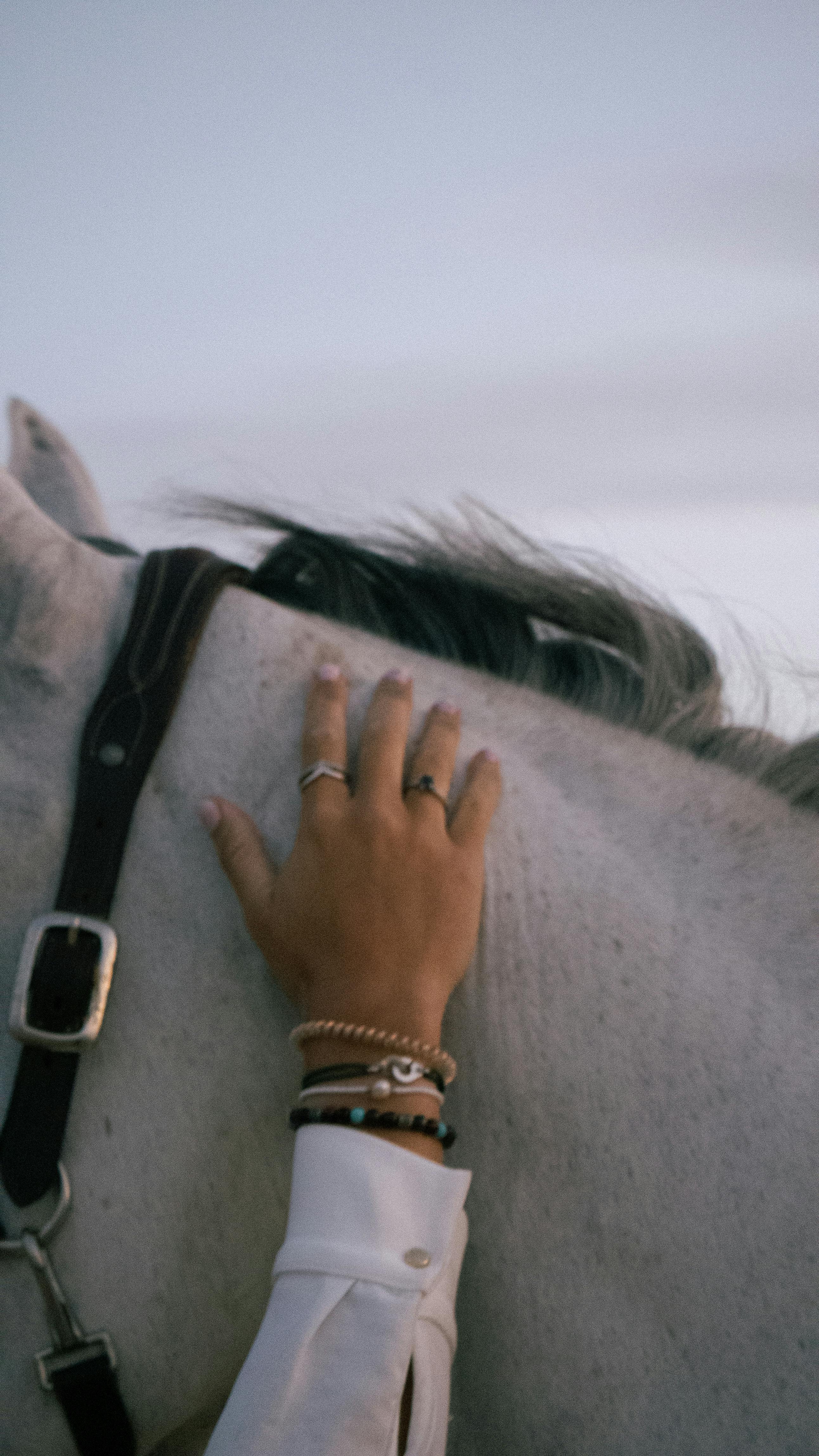 A person’s hand gently caressing a white horse's neck in Nouvelle-Aquitaine, France.