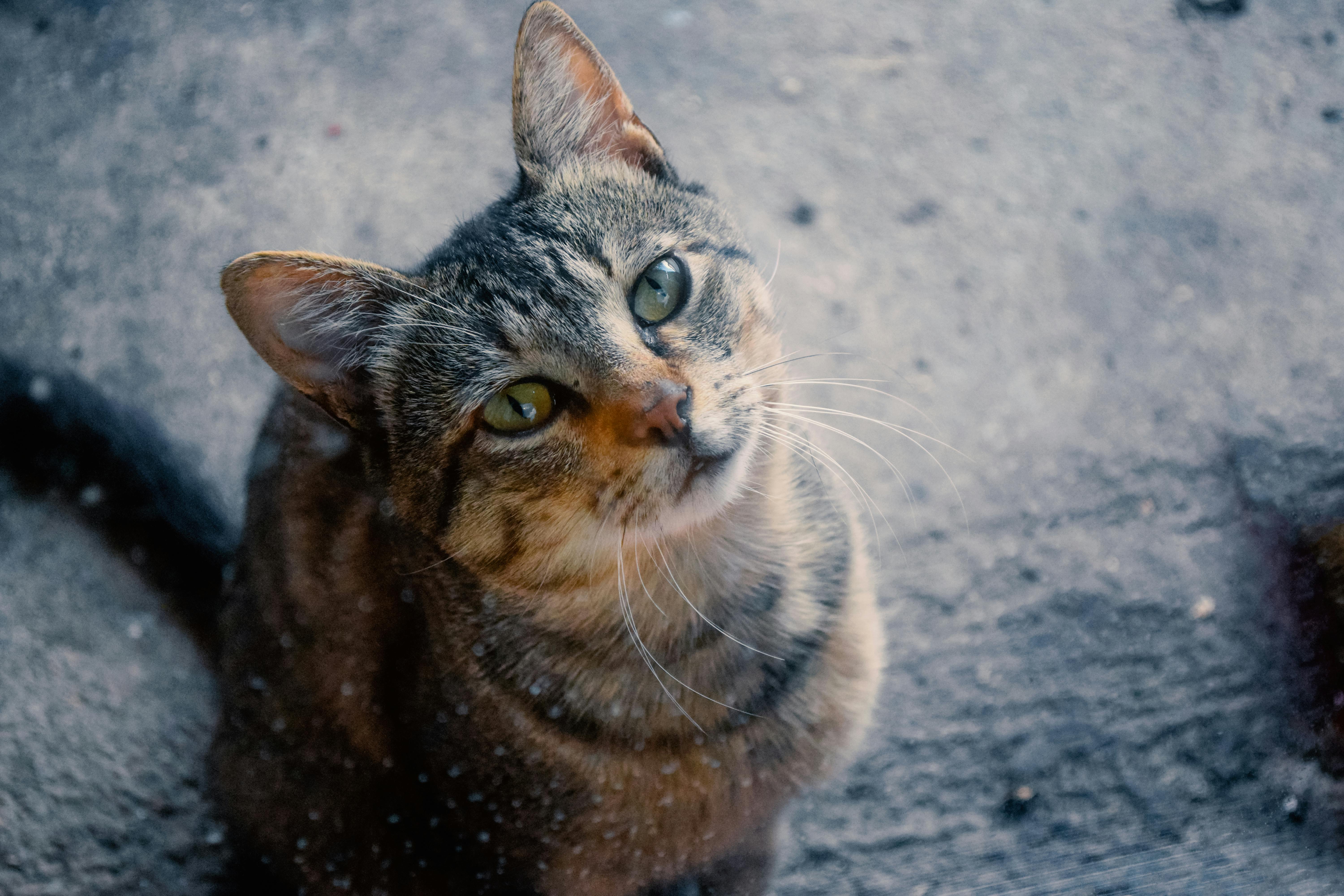 Cat Sitting with Eyes Closed Free Stock Photo