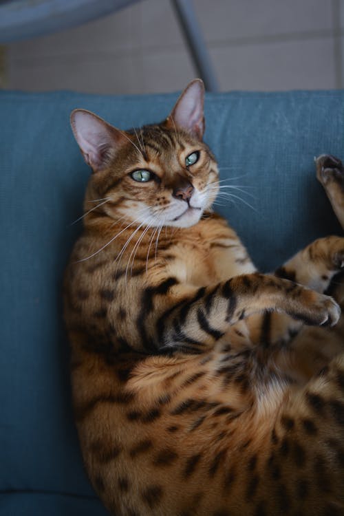 Fotos de stock gratuitas de acostado, aterciopelado, fotografía de animales