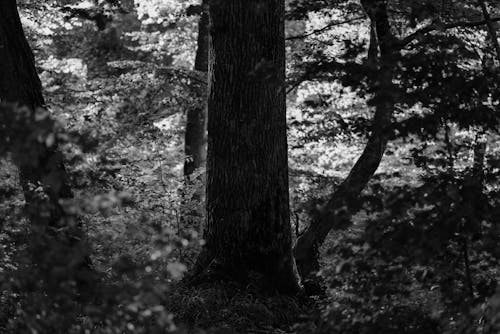 Forest in Black and White
