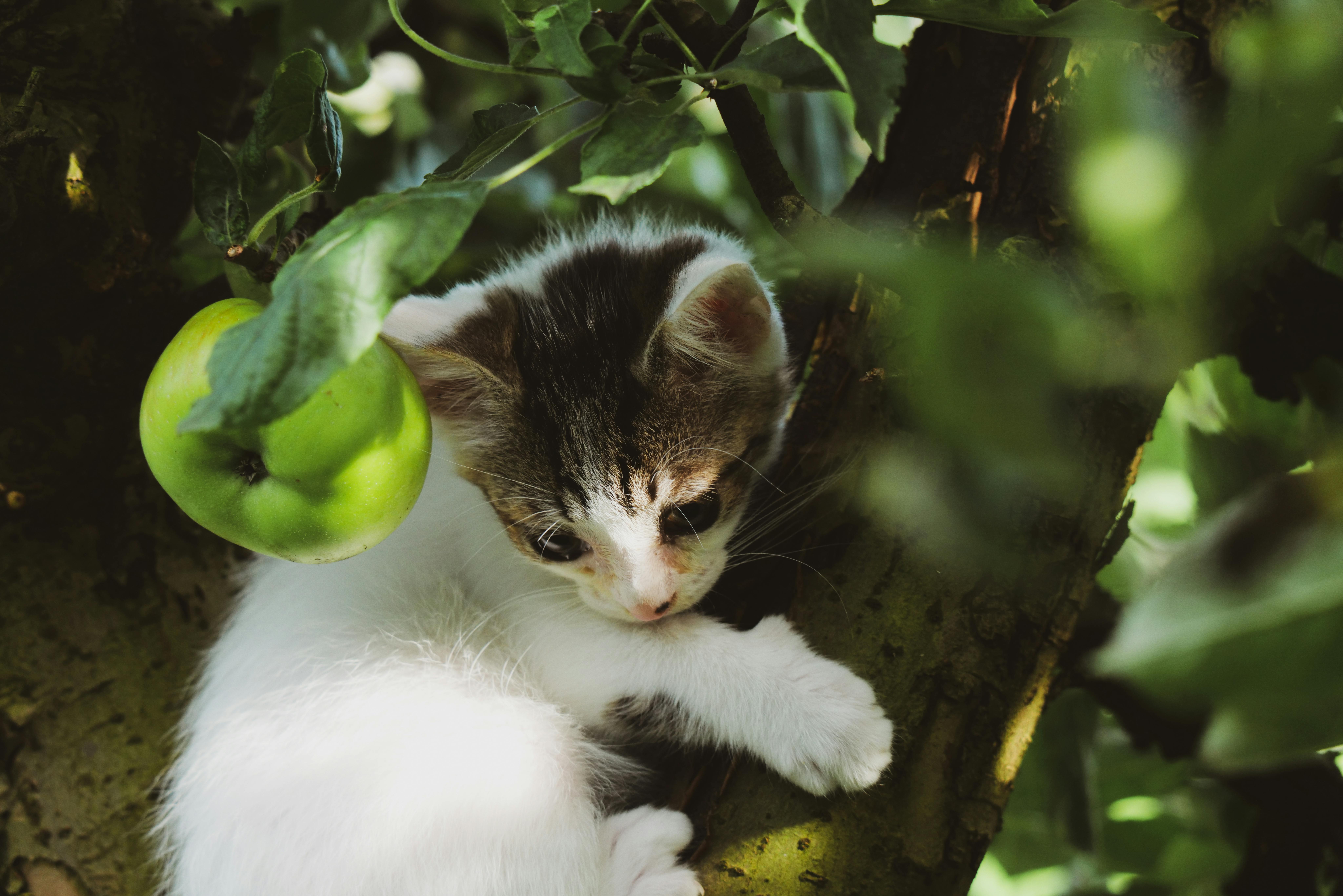 Cute kitten perched in an apple tree surrounded by lush green leaves.