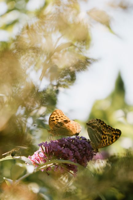 Two butterflies perched on a vibrant flower, capturing nature's beauty up close.