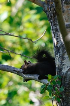 A black squirrel perched on a tree branch in a lush green forest setting, Calgary, AB, Canada.