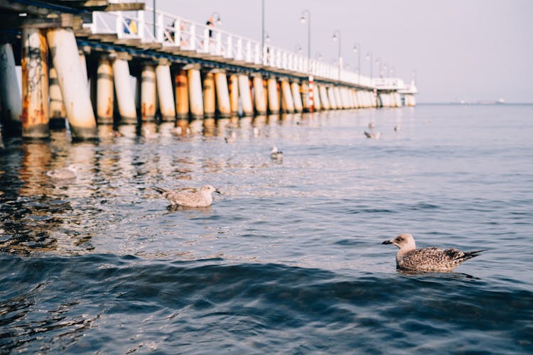 Seagulls Swimming Near A Pier