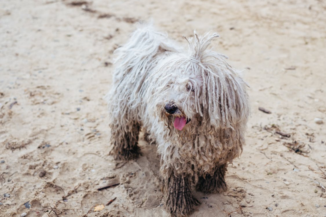 Sheepdog on Beach