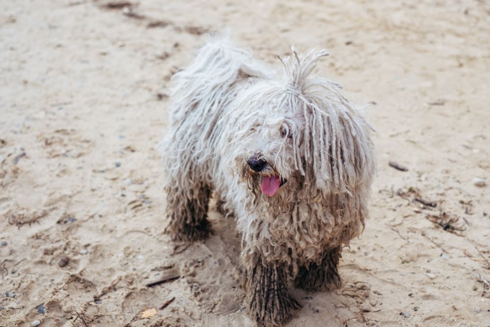 Komondor, photo 2