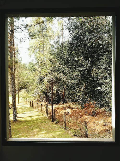 Fotos de stock gratuitas de bosque, ventana, ver