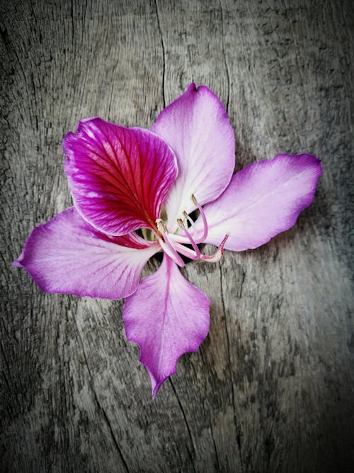Fotos de stock gratuitas de flor, lila